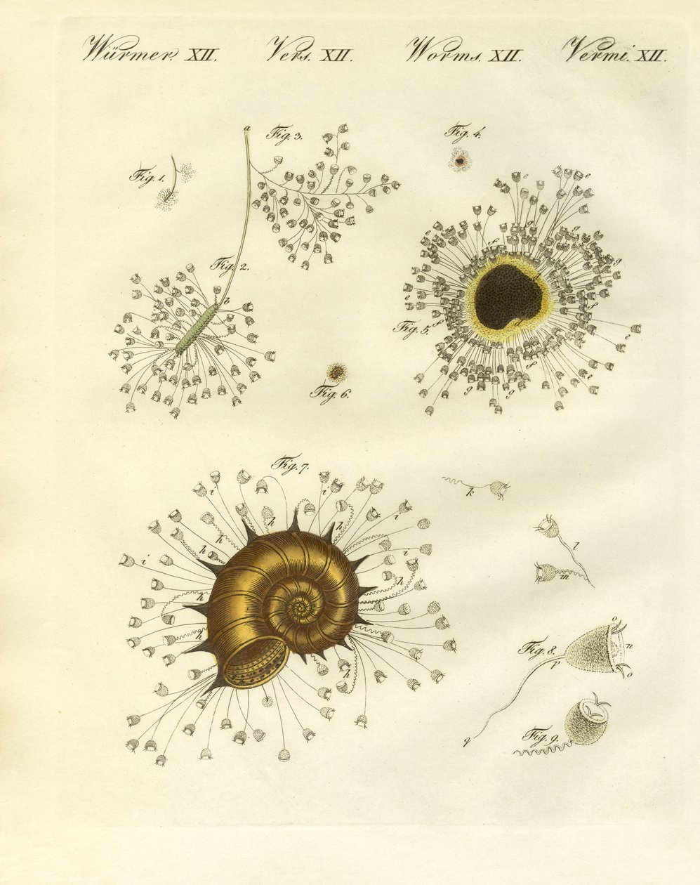 Miskovité polypy (barevné rytí) od German School