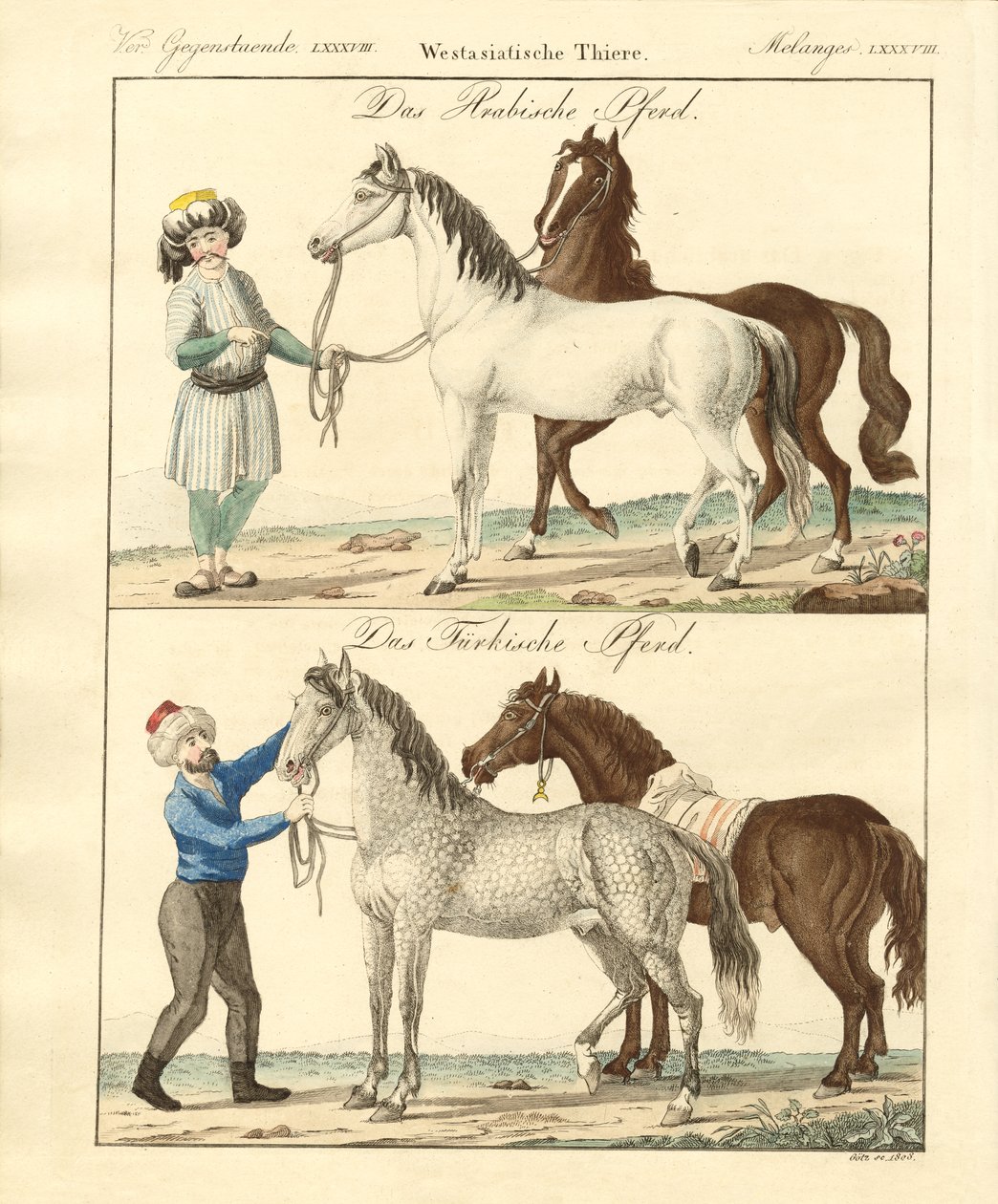 Kůň s jeho různými druhy (barevné rytí) od German School