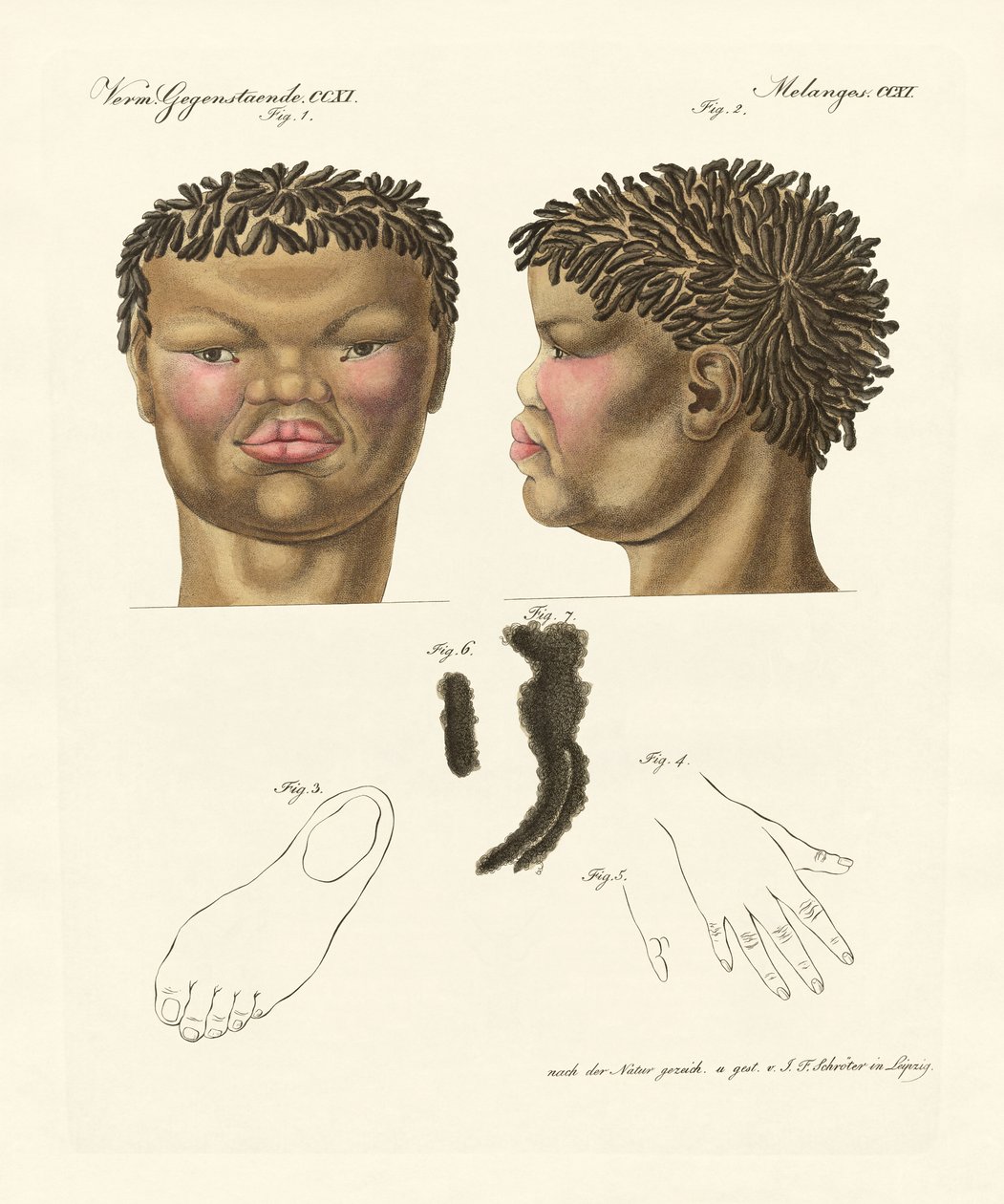 Hottentot nebo Bushman (barevné rytí) od German School