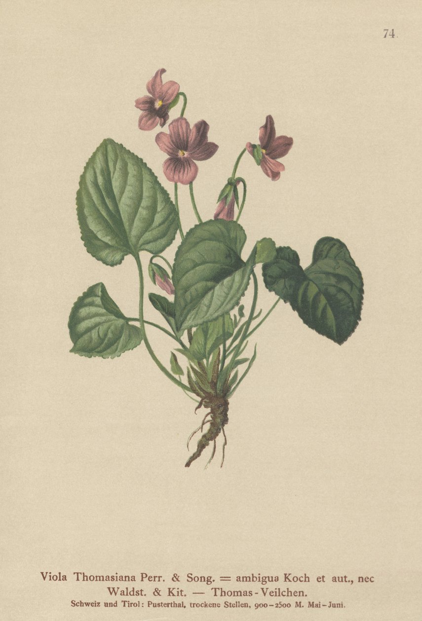 Thomas Pansy (Viola Thomasiana, Viola ambigua) od German School