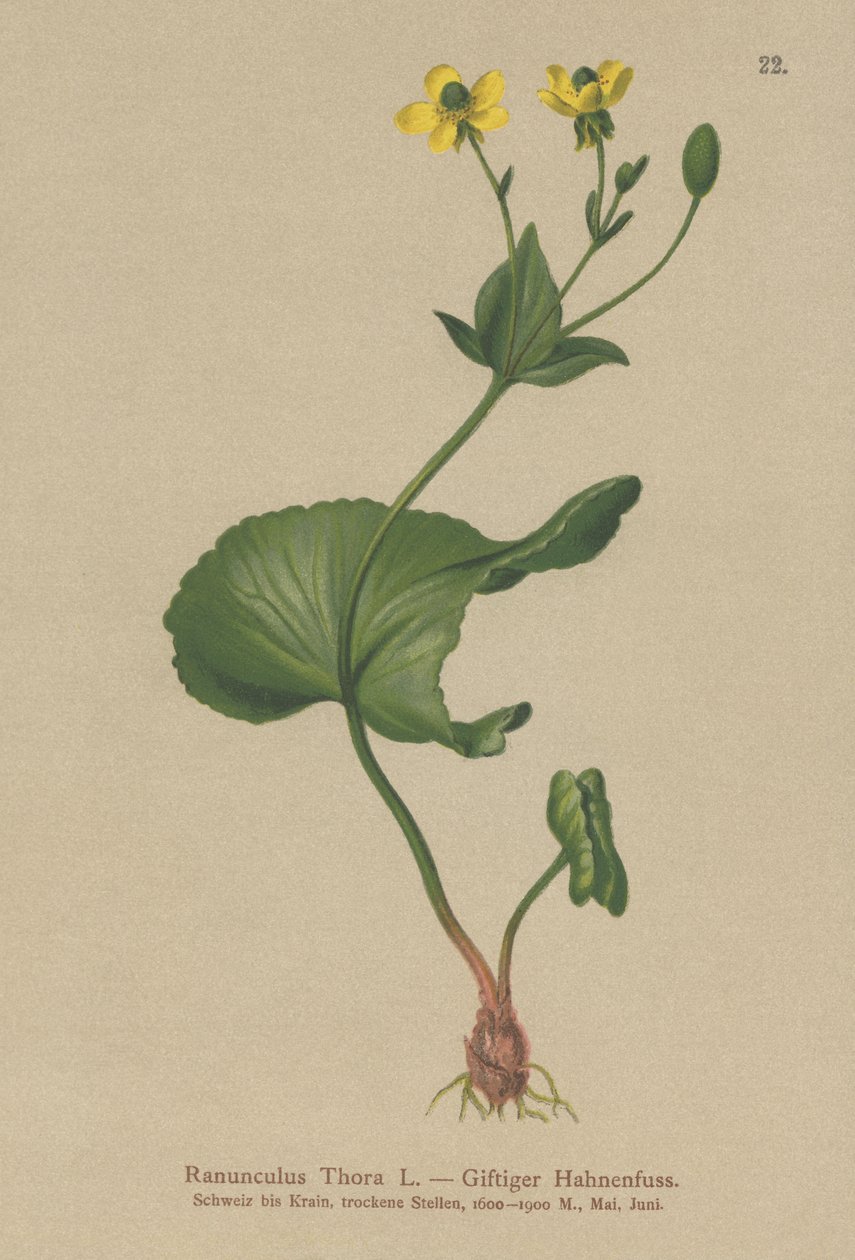 Prvosenka Thora (Ranunculus Thora) od German School