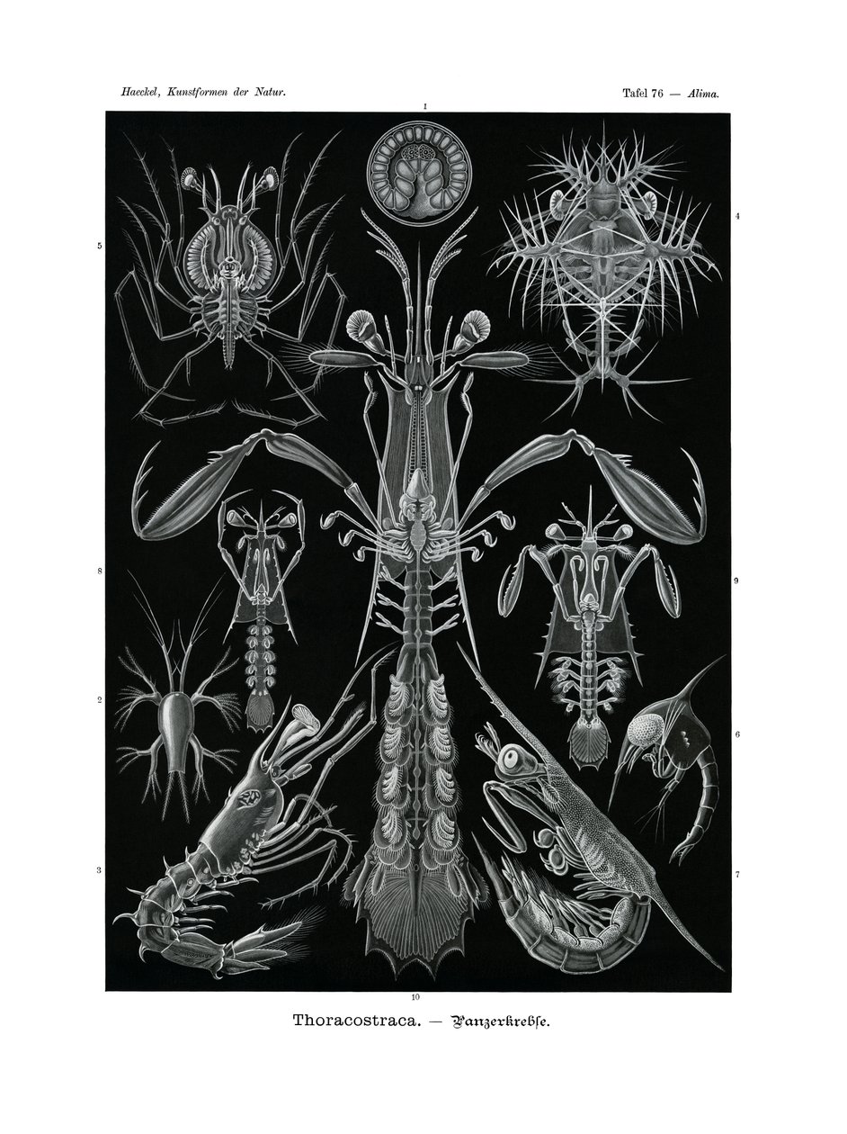 Thoracostraca, 1899-1904 od German School