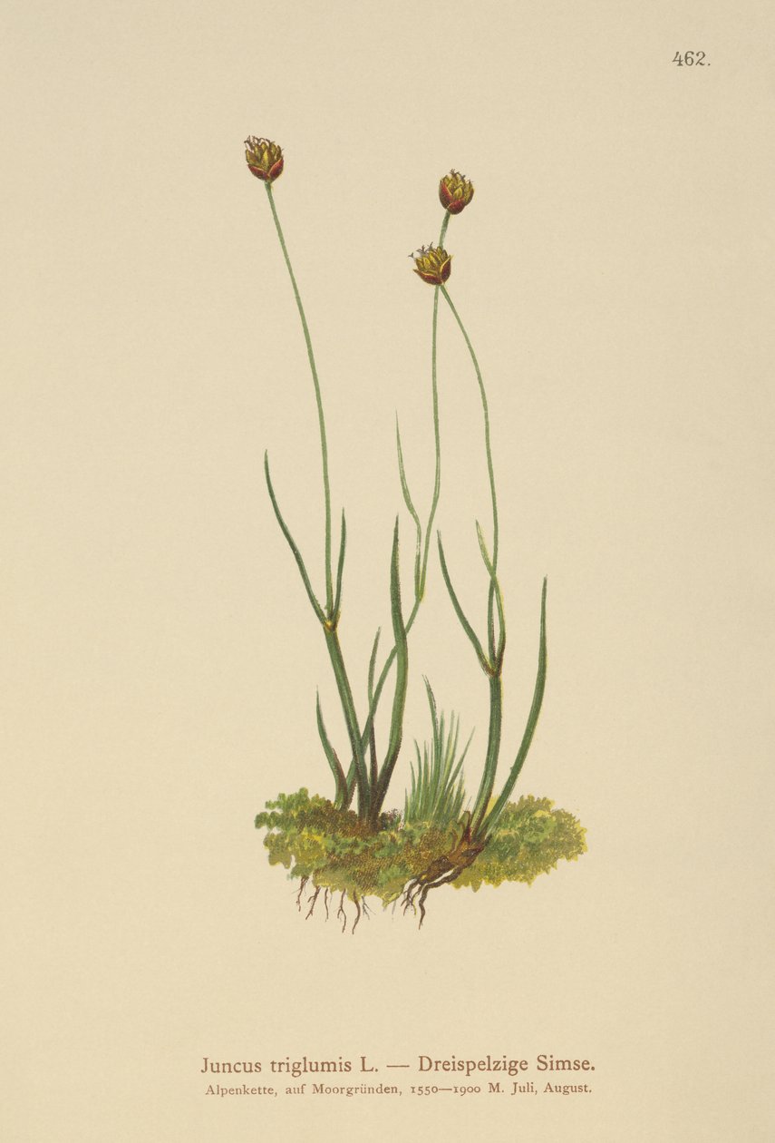 Střecha třítrupá (Juncus triglumis) od German School