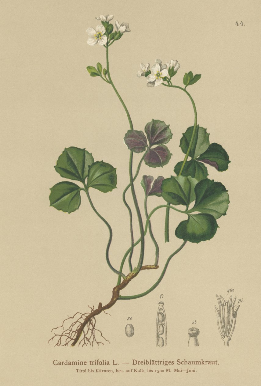 Řeřicha třílistá (Cardamine trifolia) od German School