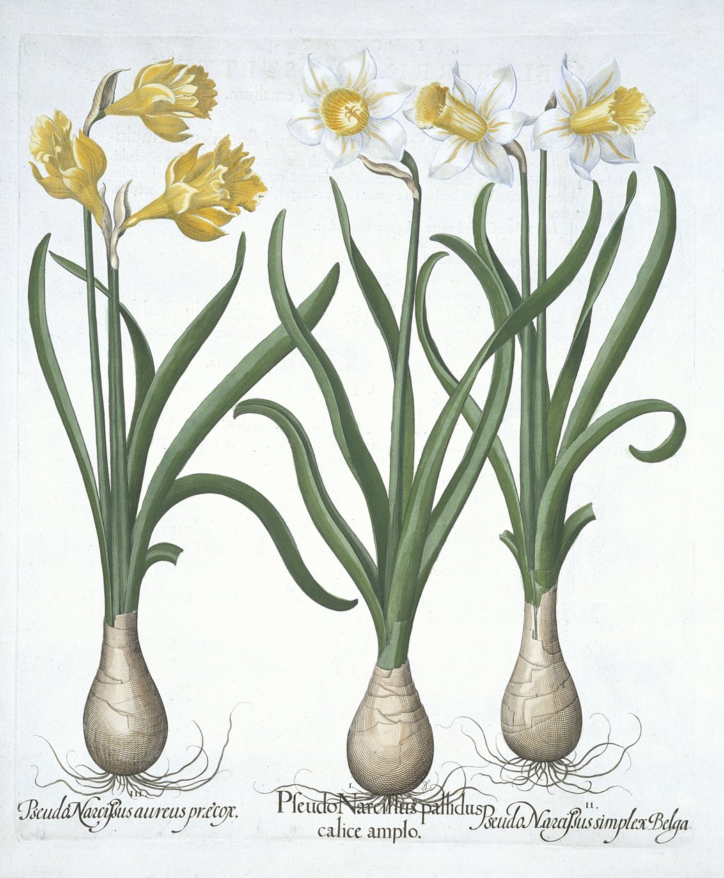 Tři pseudonarcisi, od Hortus Eystettensis, od Basila Beslera (1561-1629) hospoda. 1613 (ručně kolorovaná rytina) od German School