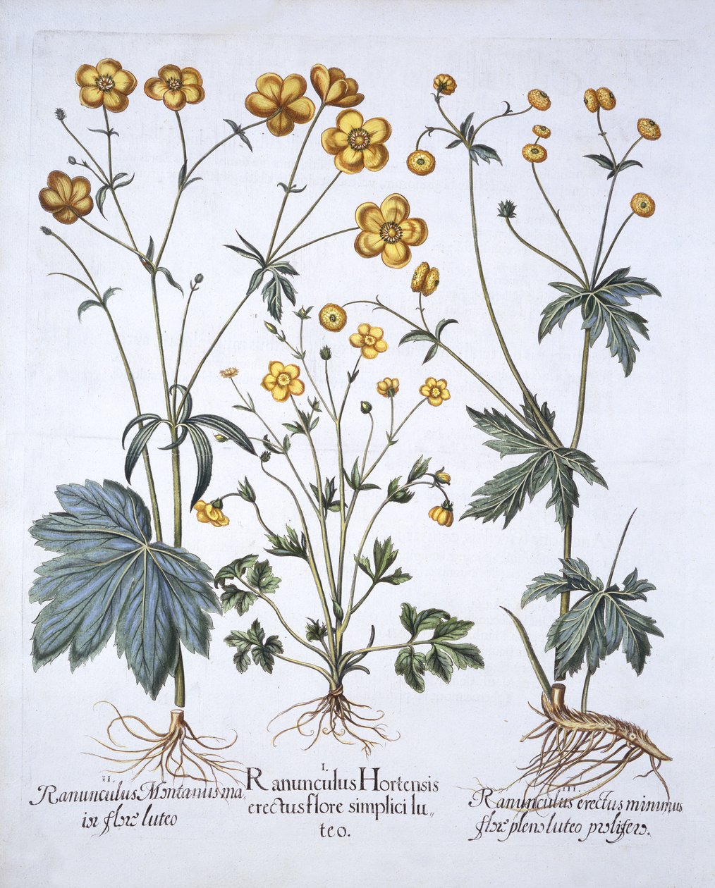 Three Varieties of Buttercup, from Hortus Eystettensis, by Basil Besler (1561-1629), pub. 1613 (ručně kolorovaná rytina) od German School