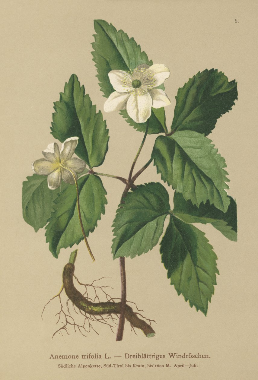 Sasanka třílistá (Anemone trifolia) od German School