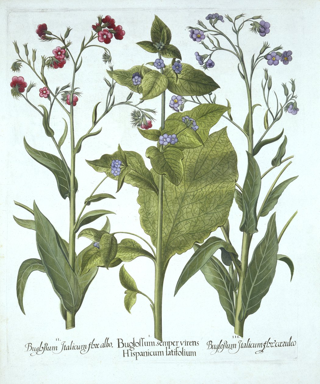 Tři odrůdy Bugloss, od Hortus Eystettensis, od Basila Beslera (1561-1629), hospoda. 1613 (ručně kolorovaná rytina) od German School