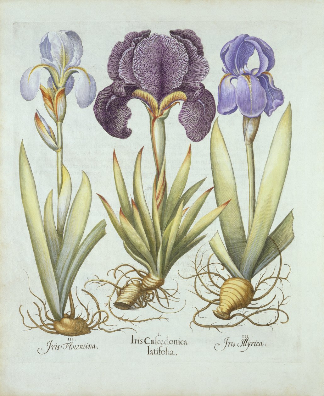 Tři odrůdy rhizomatózních bezvousých kosatců, od Hortus Eystettensis, od Basila Beslera (1561-1629) pub. 1613 (ručně kolorovaná rytina) od German School