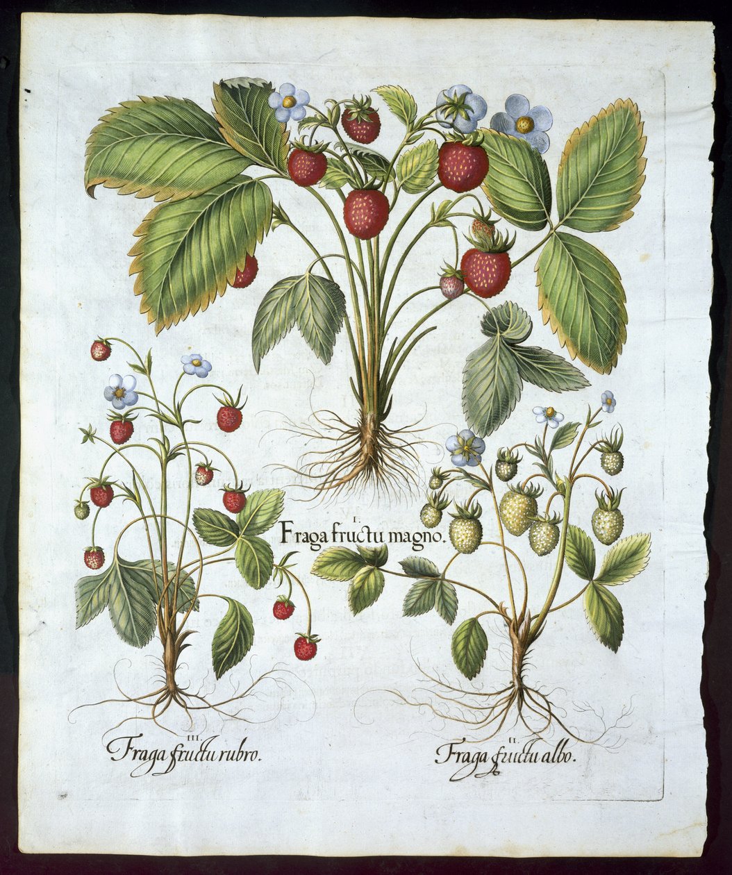 Tři odrůdy jahod, talíř 116, z hospody Hortus Eystettensis od Basila Beslera (1561-1629) v roce 1613 (ručně kolorovaná rytina) od German School