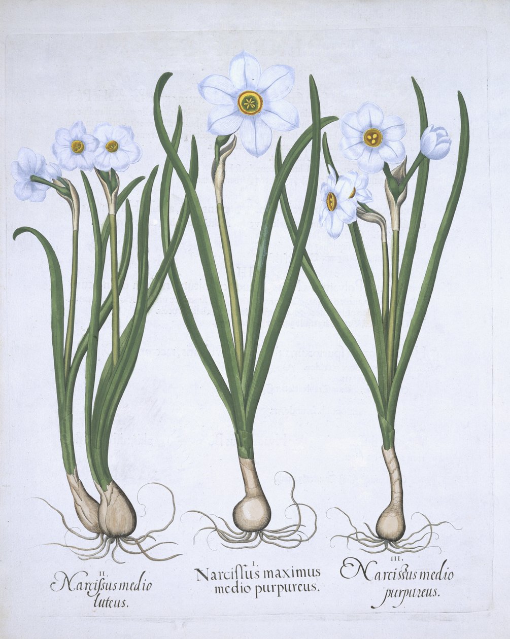 Tři bílé narcisy, od Hortus Eystettensis, od Basila Beslera (1561-1629) hospoda. 1613 (ručně kolorovaná rytina) od German School
