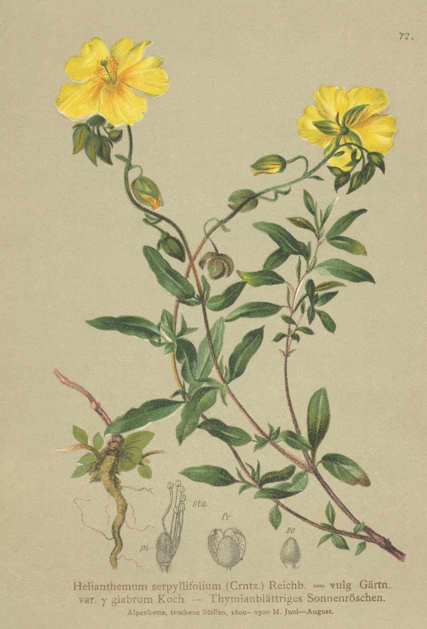 Skalník tymiánový (Helianthemum grandiflorum, Helianthemum serpyllifolium, Helianthemum vulgaris) od German School