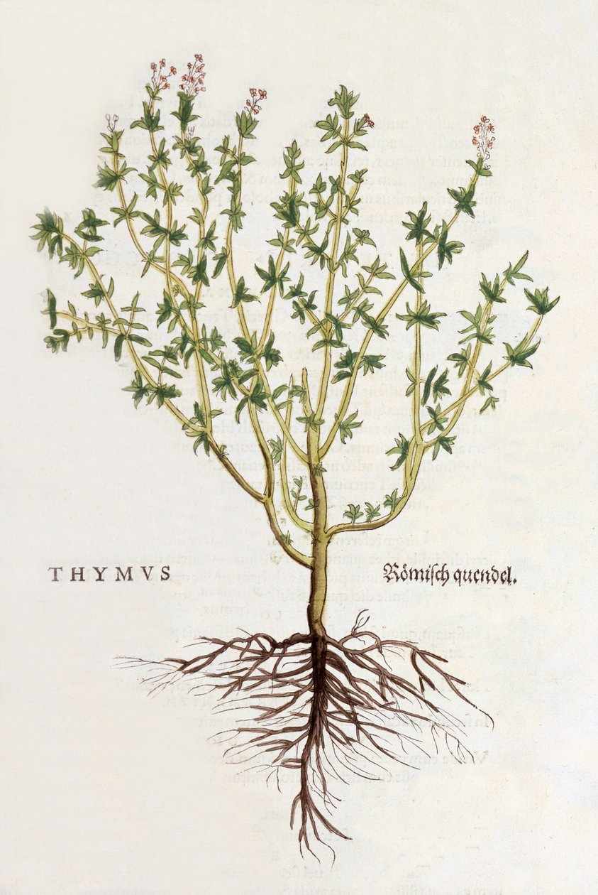 Thymus [tymián], ilustrace z De historia stirpium commentarii insignes od Leonharda Fuchse, vydáno 1542 (barevný dřevoryt) od German School