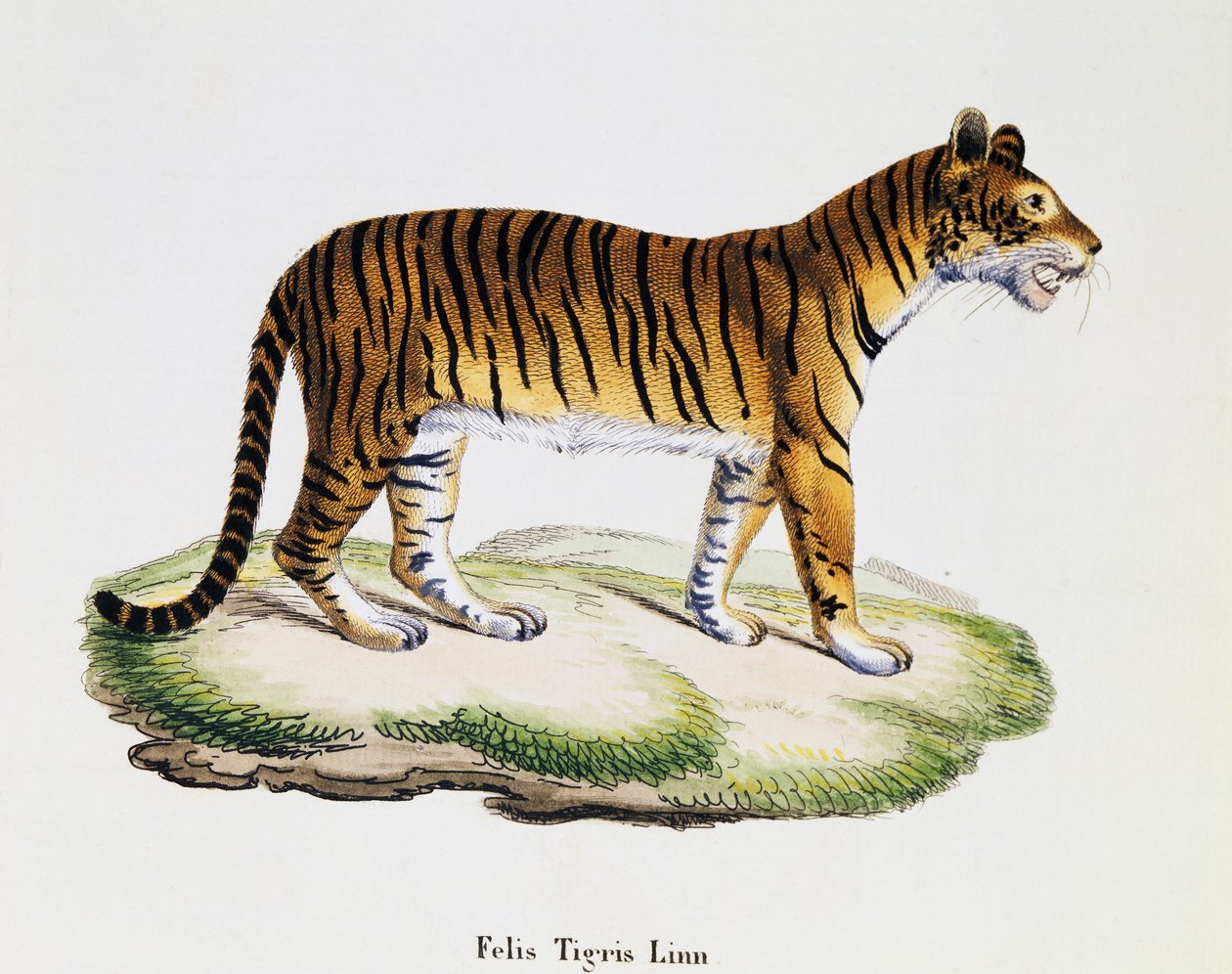 Tygr (Felis tigris), ze Savců ilustrovaných z přírody s popisy, Johann Christian Daniel von Schreber (1739-1810), rytina IC Bock podle kresby A Fleischmanna, svazek 3, tabulka 98 A, Německo od German School
