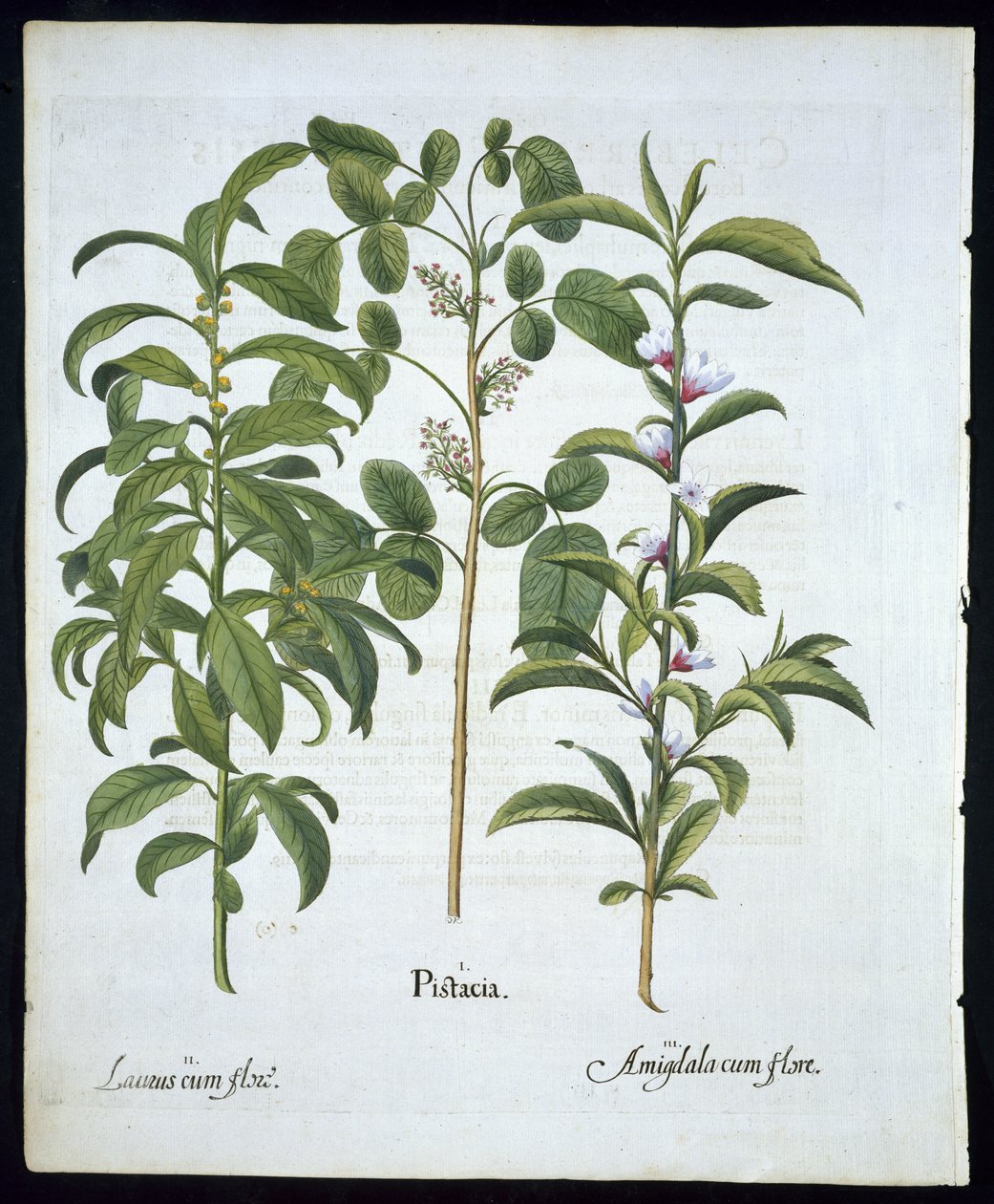 Název: Pistáciový ořech, bobkový strom (Laurus Nobilis) a mandle, talíř 6 z Hortus Eystettensis od Basila Beslera (1561 - 1629) hospoda 1613 (ručně kolorovaná rytina) od German School