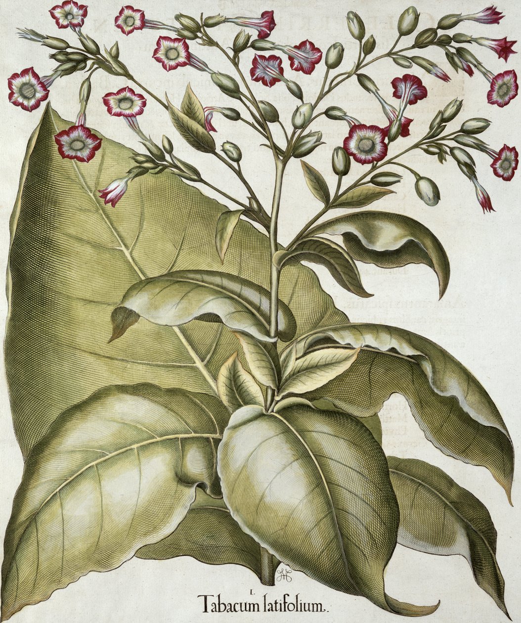 Tabáková rostlina, z Hortus Eystettensis od Basila Beslera (1561-1629), hospoda. 1613 (ručně kolorovaná rytina) od German School