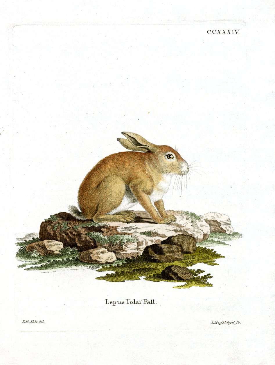 Tolai Hare (barevná rytina) od German School