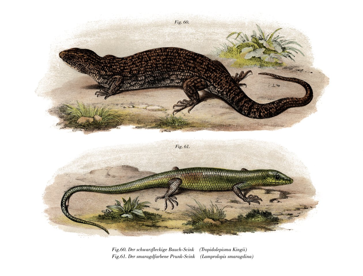 Tree Skink (barva lito) od German School