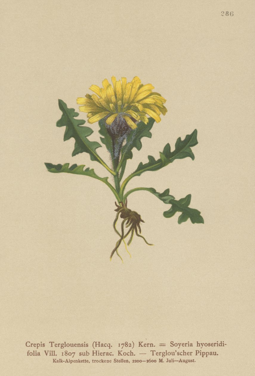 Triglav Hawksbeard (Crepis Terglouensis, Soyeria hyoseridifolia sub Hierac.) od German School