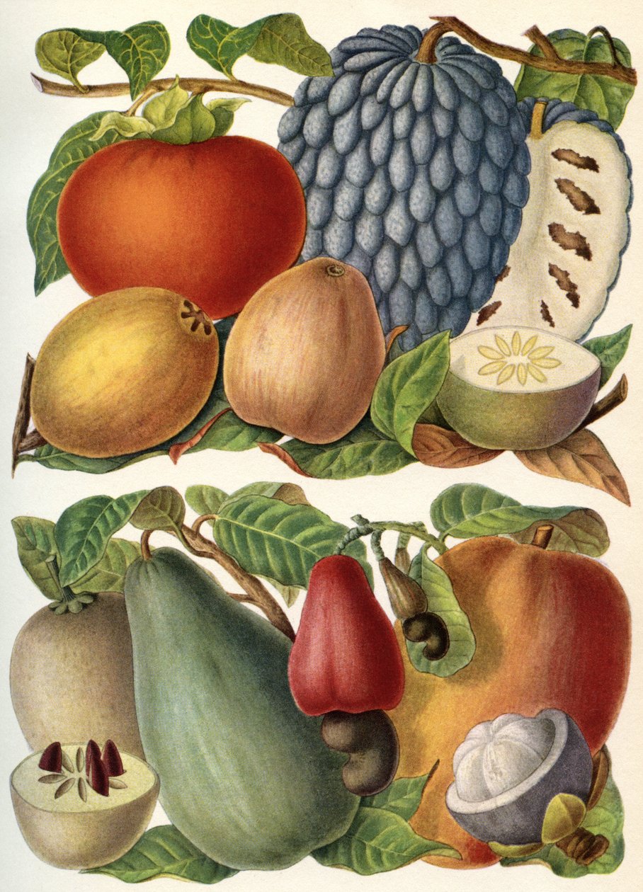 Tropické ovoce, z "Meyerova lexikonu", vyd. 1930 (barevná litografie) od German School
