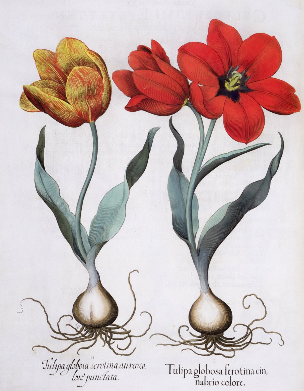 Tulipány: 1.Tulipa globosa serotina cinnabrio barva; 2.Tulipa globosa serotina aureo color punctata, z Hortus Eystettensis od Basila Beslera (1561-1629), pub. 1613 od German School