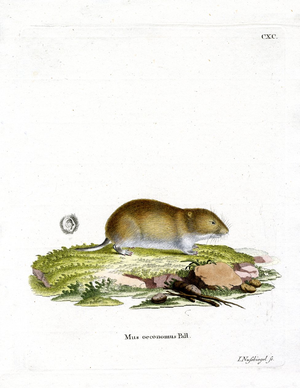 Tundra Vole (barevná rytina) od German School