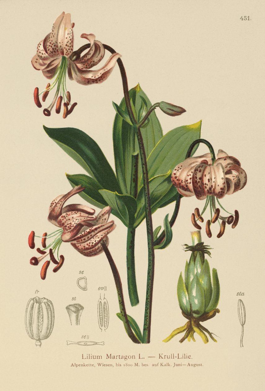 Turks Cap Lily (Lilium Martagon) od German School