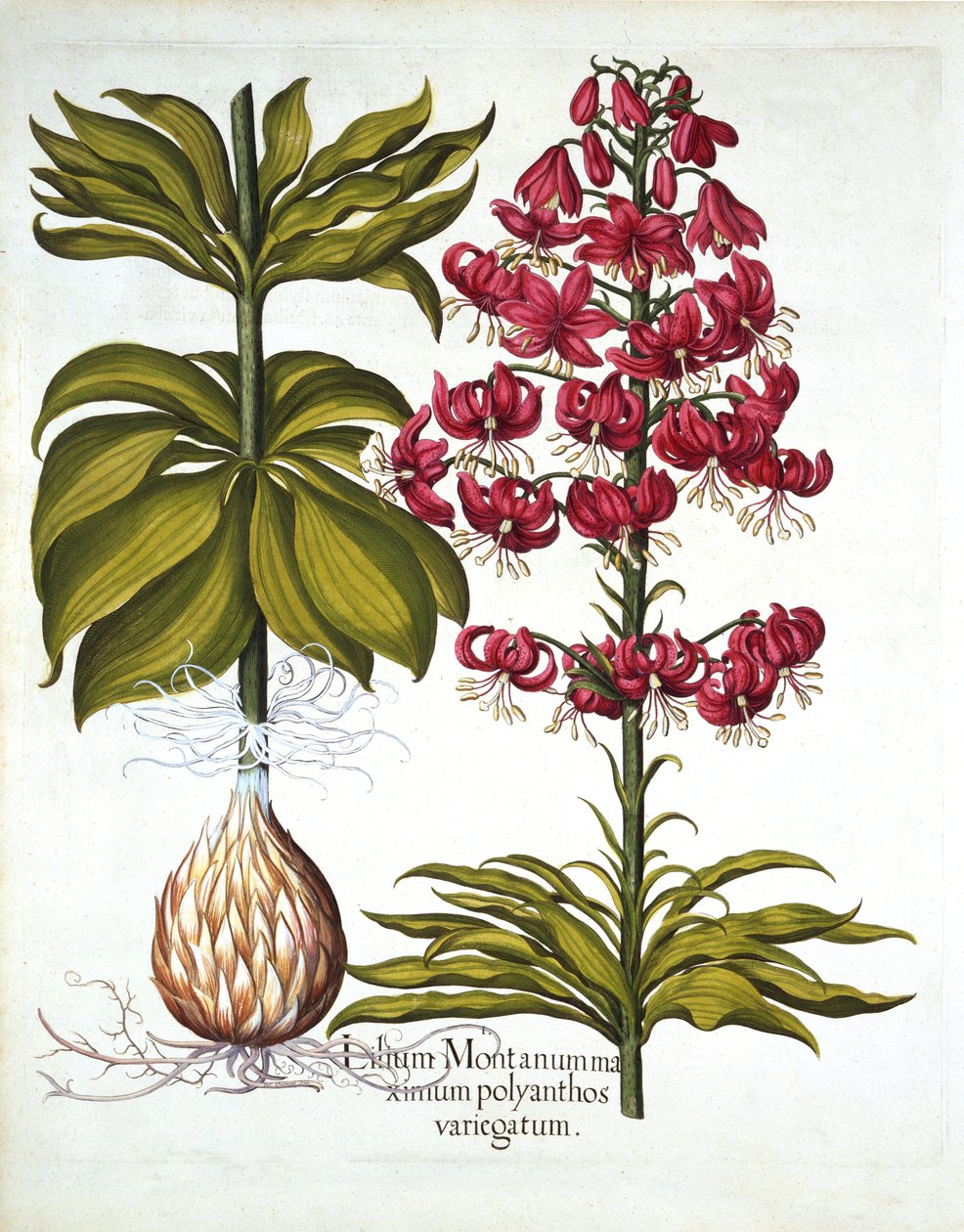 Turks Cap Lily, od Hortus Eystettensis, od Basila Beslera (1561-1629), hospoda. 1613 (ručně kolorovaná rytina) od German School