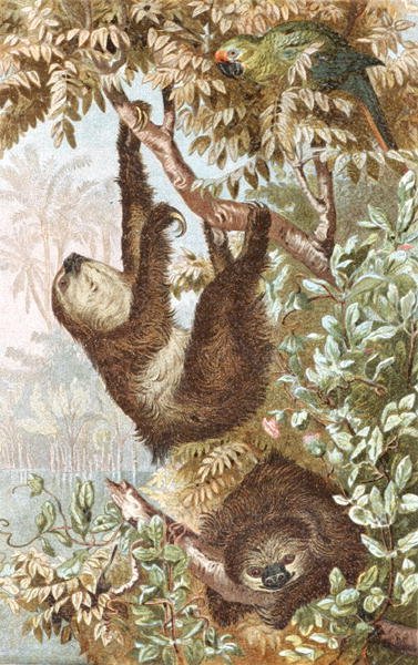 Lenochod dvouprstý, deska z "Brehms Tierleben: Allgemeine Kunde des Tierreichs", sv. 2, str. 646, vydal Bibliographisches Institut od German School