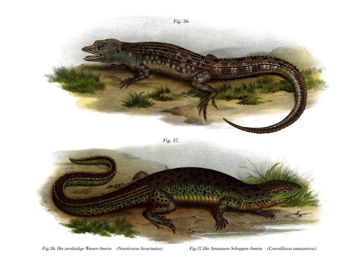 Dvoustranný neusticurus (barevný lito) od German School