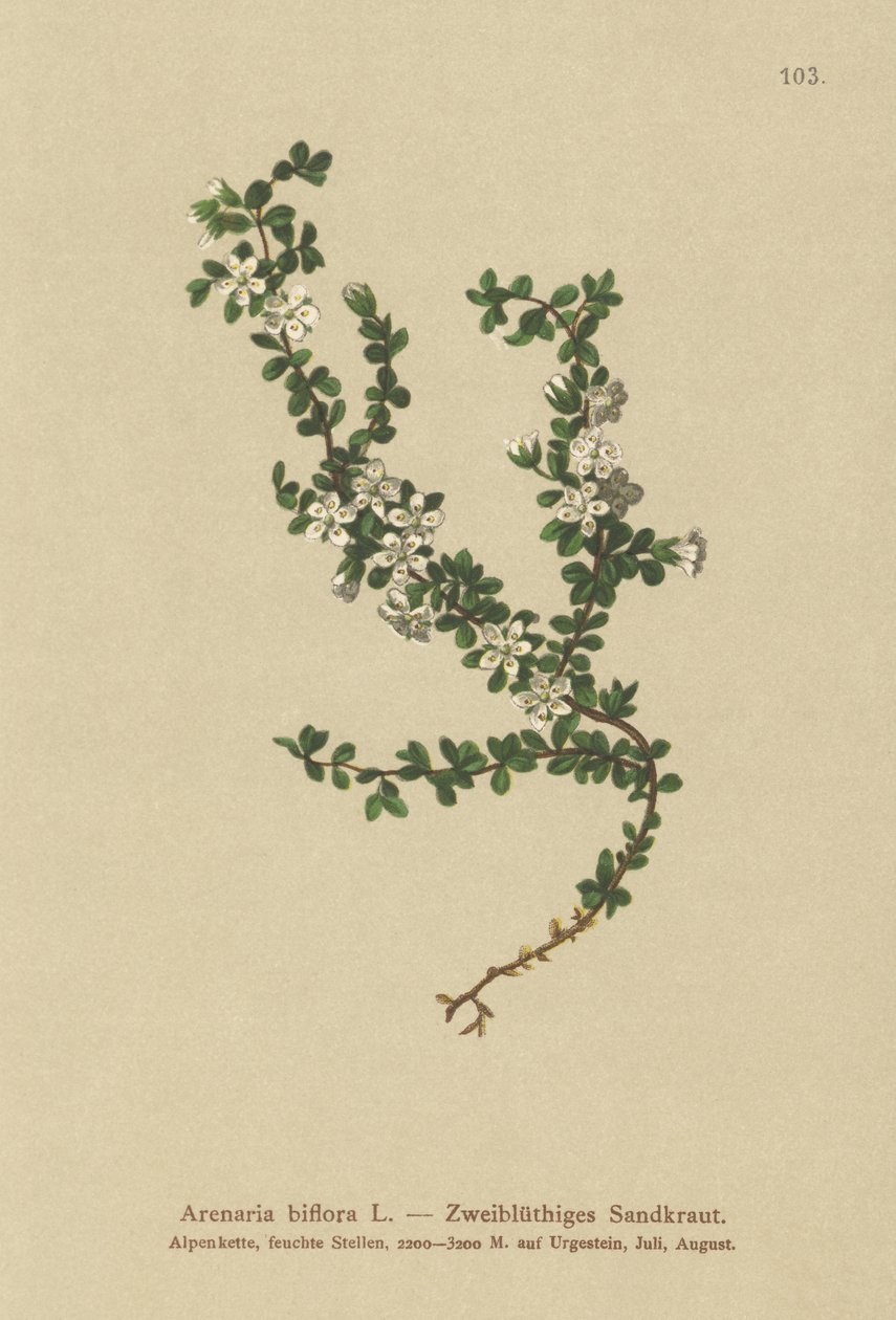 Sandwort dvoukvětý (Arenaria biflora) od German School