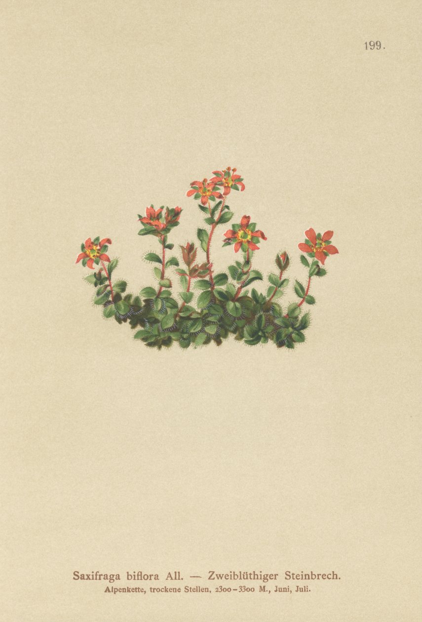Lomikámen dvoukvětý (Saxifraga biflora) od German School