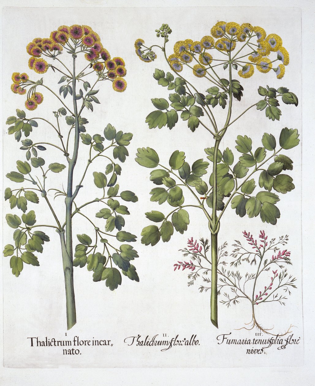 Two Kinds of Meadow Rue and Fumewort , od Hortus Eystettensis, Basil Besler (1561-1629), hospoda. 1613 (ručně kolorovaná rytina) od German School