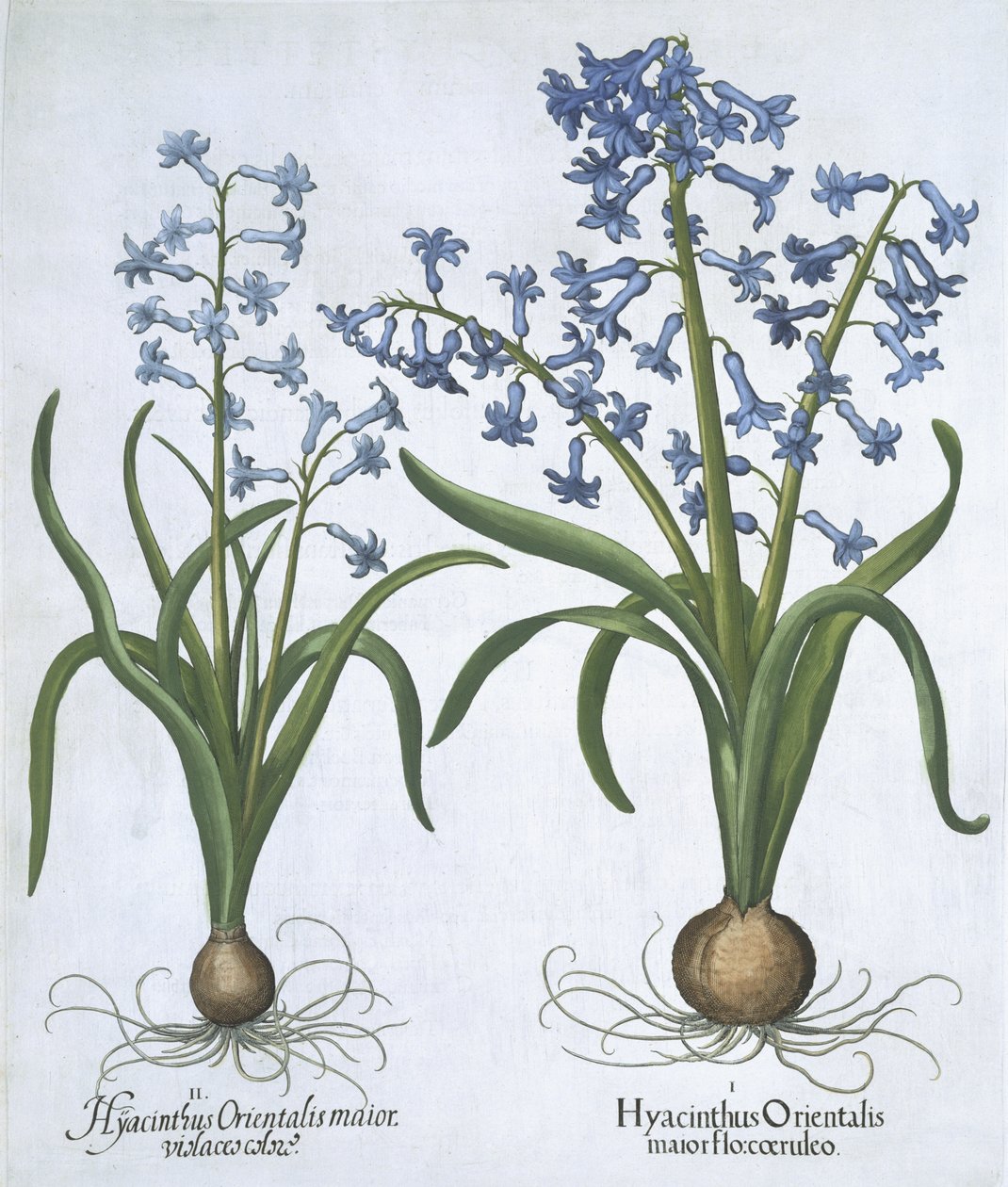 Dva modré hyacinty, od Hortus Eystettensis, od Basila Beslera (1561-1629) hospoda. 1613 (ručně kolorovaná rytina) od German School