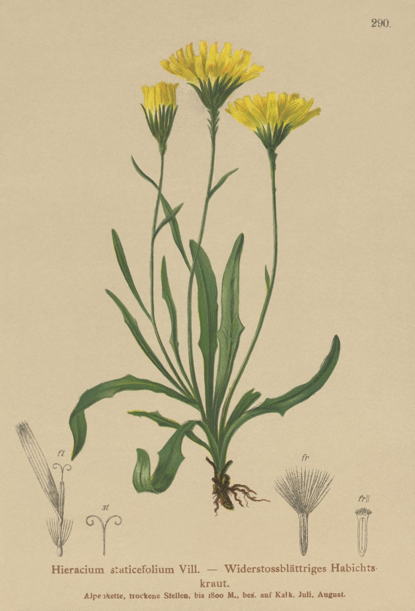 Deštník mléčný (Hieracium staticefolium, Hieracium staticifolium, Tolpis staticifolia, Chlorocrepis staticifolium, Chlorocrepis staticifolia) od German School