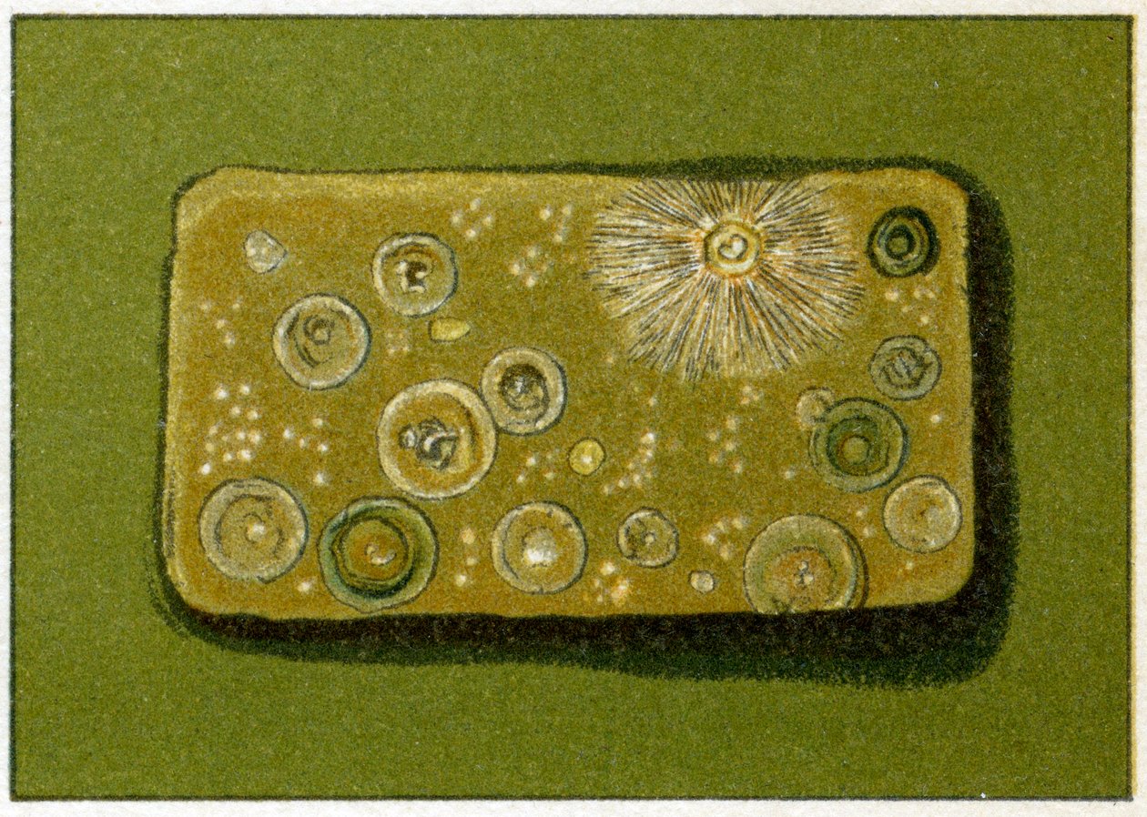 Nezdravé hladiny bakterií v pitné vodě, cca 1890 (barevný chromolitograf) od German School
