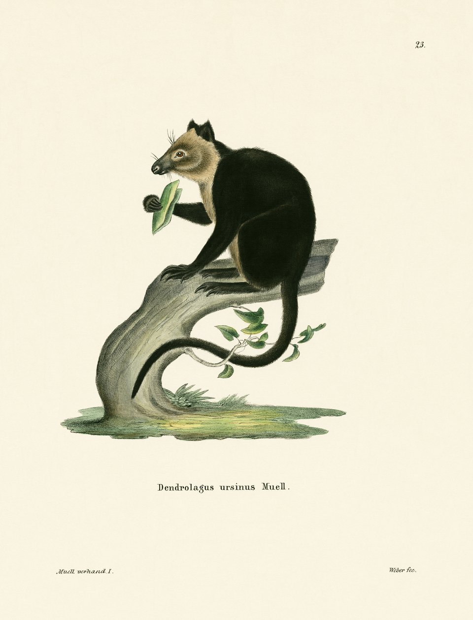 Klokan Ursine Tree od German School
