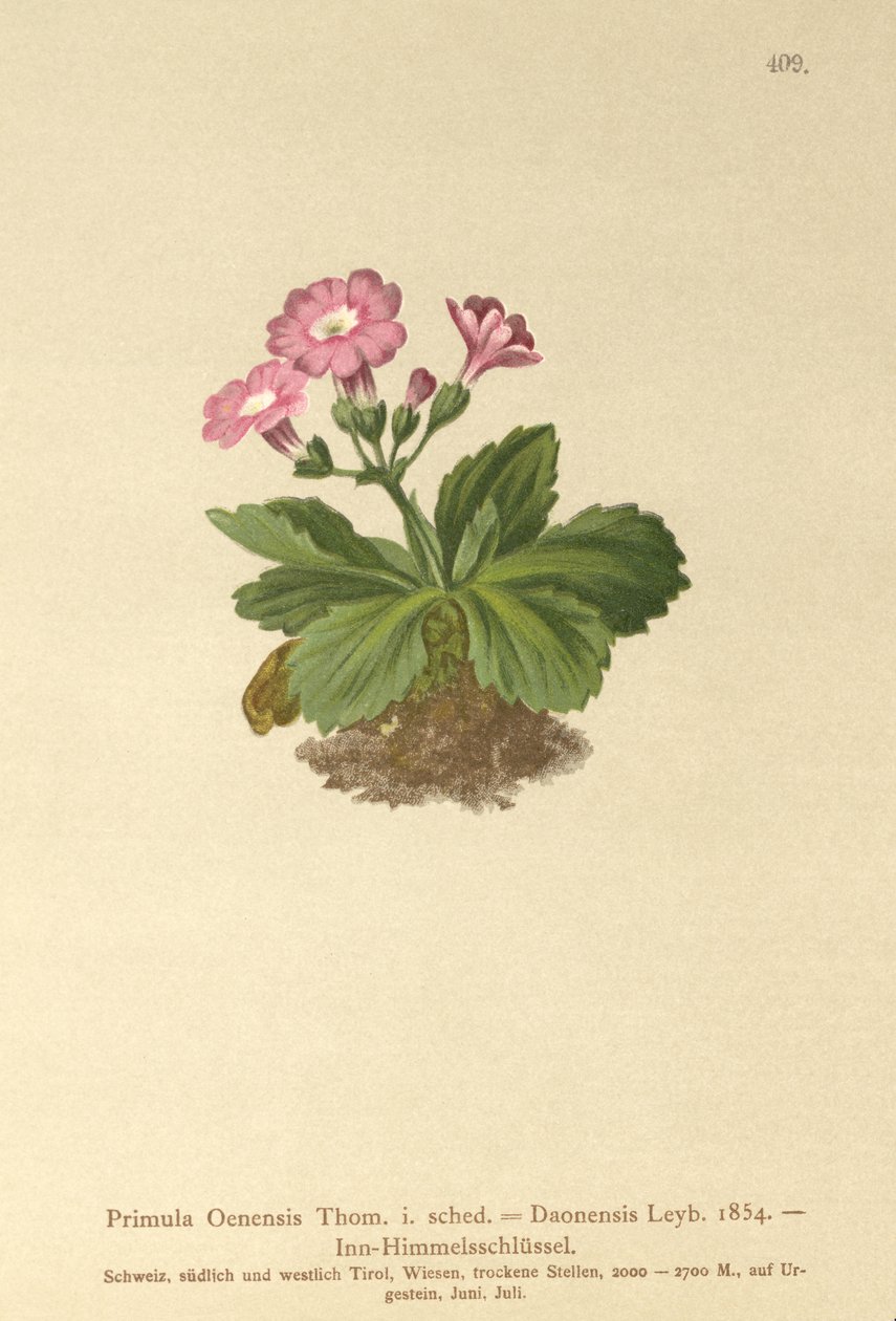 Val-Daone Primrose (Primula Oenensis, Primula Daonensis) od German School