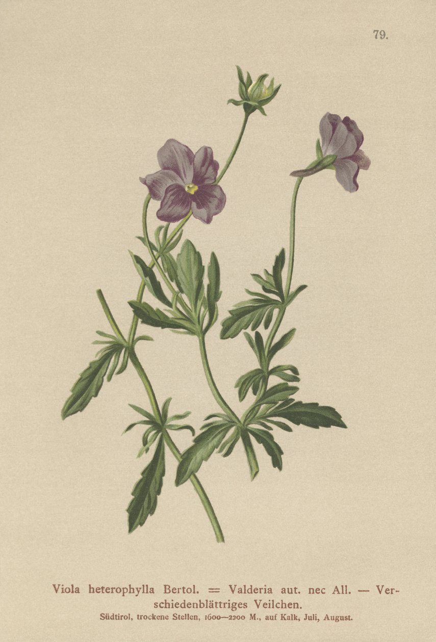 Valderia Violet (Viola heterophylla, Viola Valderia) od German School