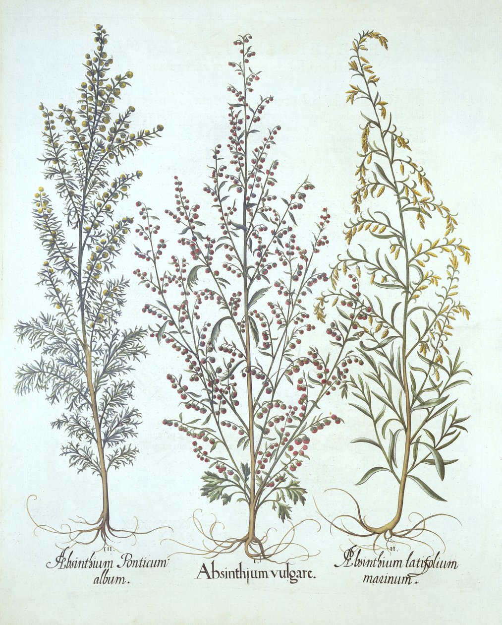 Variace pelyňku, z Hortus Eystettensis, Basil Besler (1561-1629), pub. 1613 (ručně kolorovaná rytina) od German School
