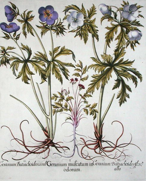 Odrůdy pelargonií, z knihy "Hortus Eystettensis" od Basila Beslera (1561-1629), vyd. 1613 (ručně kolorovaná rytina) od German School