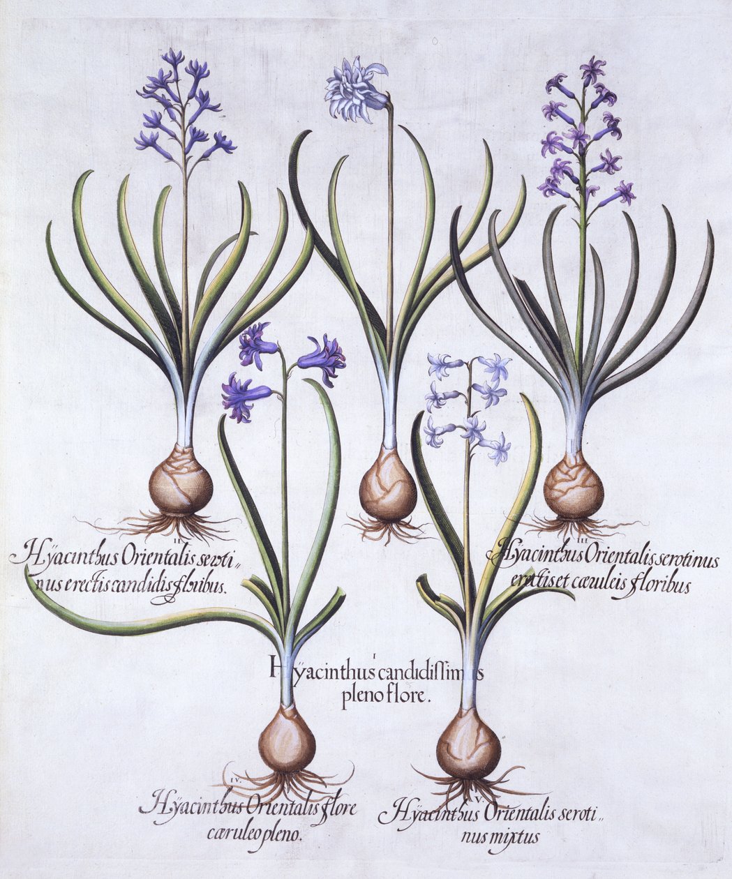 Variety Hyacint with Bulb, od Hortus Eystettensis, Basil Besler (1561-1629), pub. 1613 (ručně kolorovaná rytina) od German School