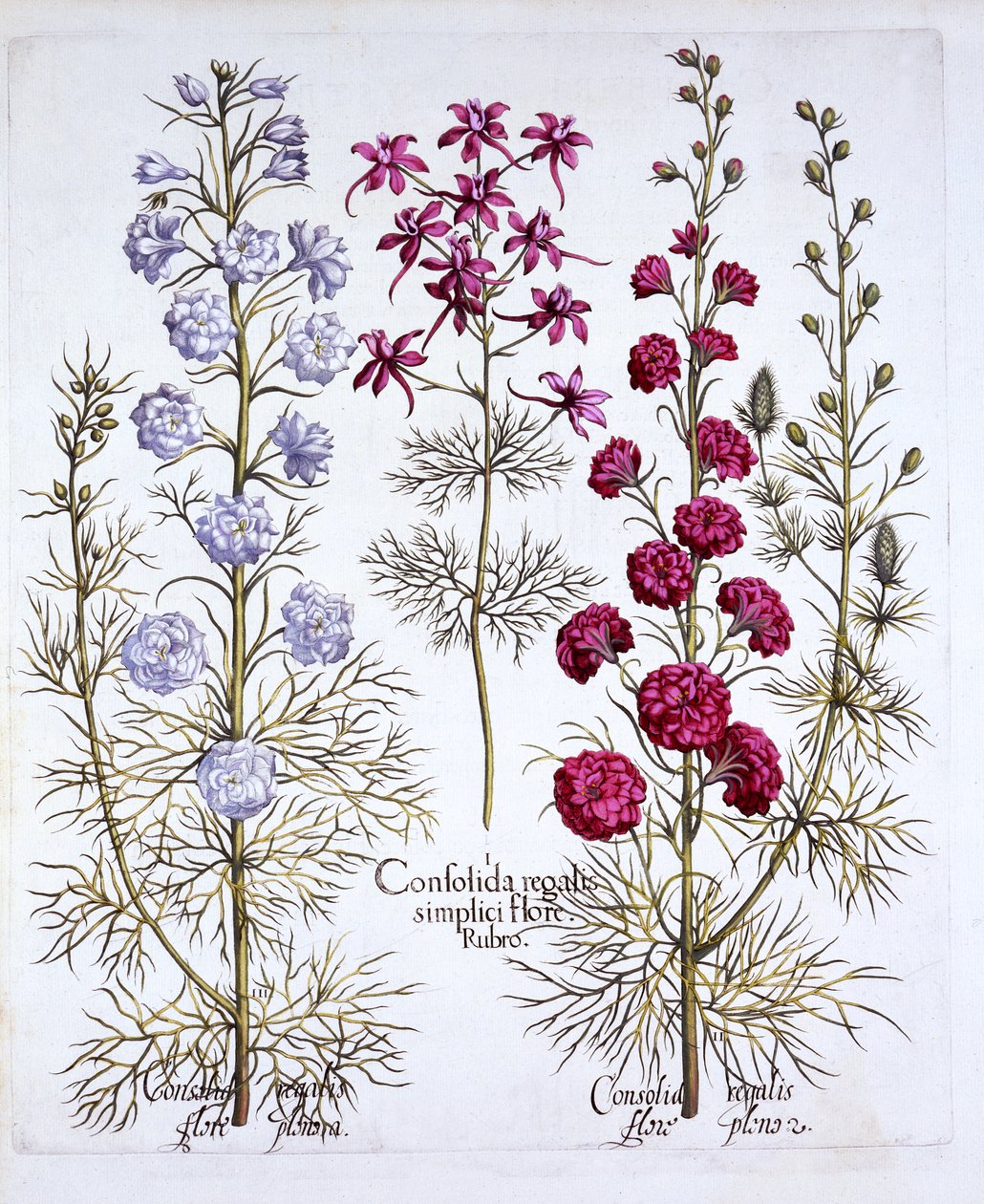 Odrůdy Larkspur, od Hortus Eystettensis, Basil Besler (1561-1629), hospoda. 1613 (ručně kolorovaná rytina) od German School