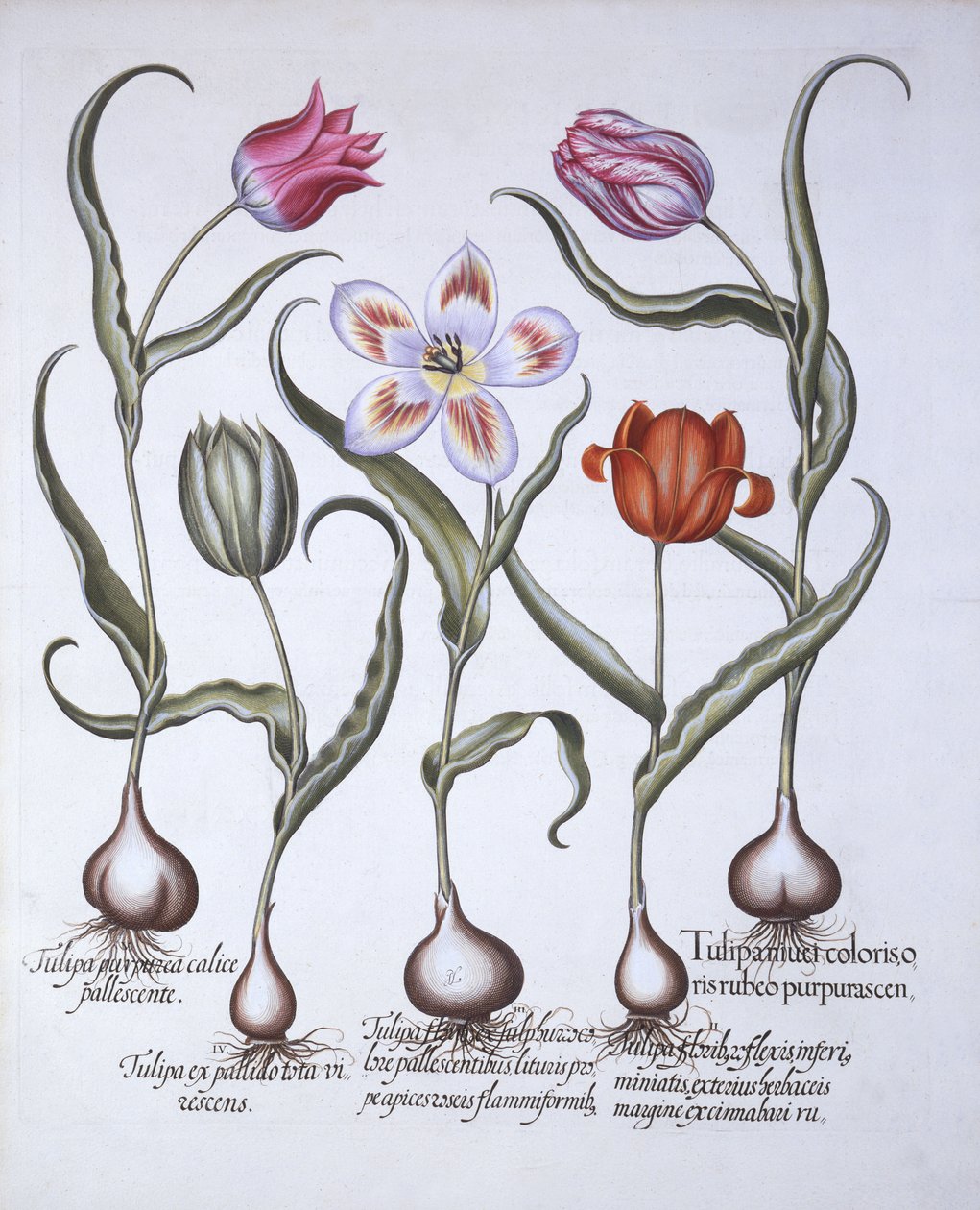 Odrůdy tulipánů, od Hortus Eystettensis, Basil Besler (1561-1629), hospoda. 1613 (ručně kolorovaná rytina) od German School