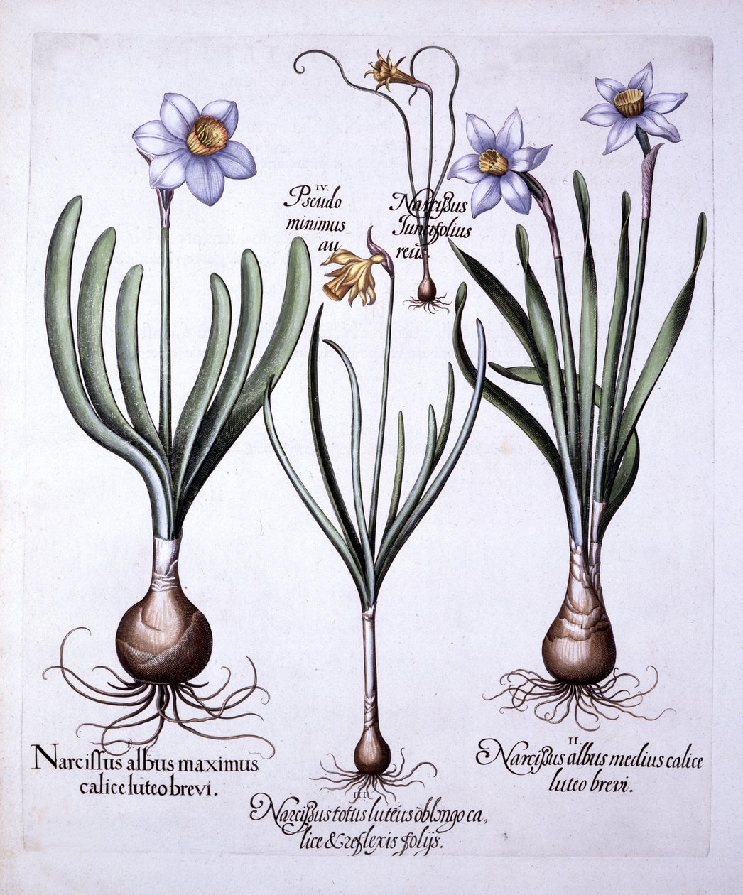Různé Narcisy, od Hortus Eystettensis, od Basila Beslera (1561-1629), hospoda. 1613 (ručně kolorovaná rytina) od German School