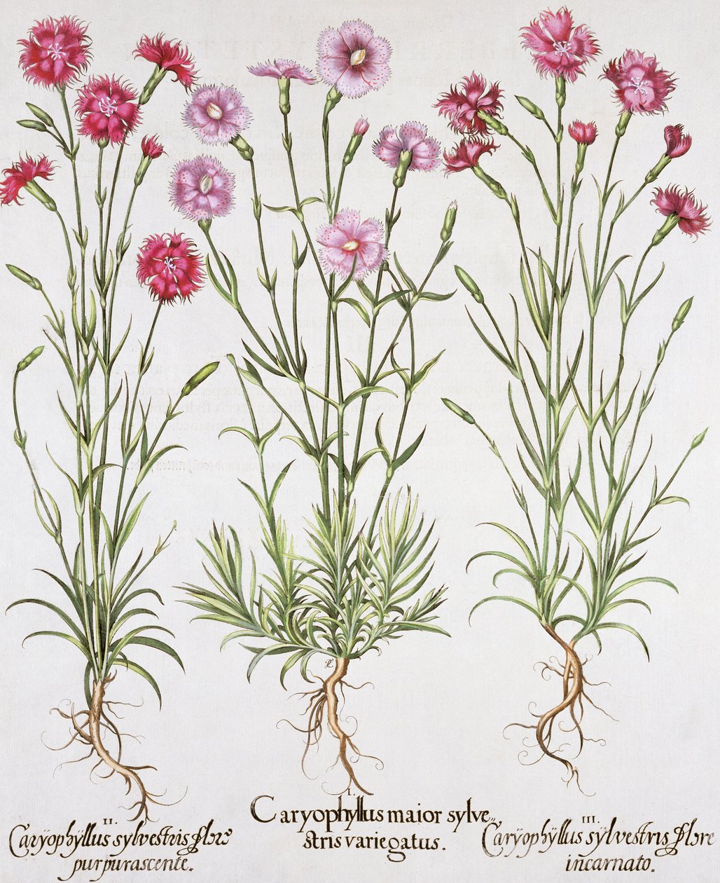 Různé odrůdy Dianthus, z Hortus Eystettensis od Basila Beslera (1561-1629), hospoda. 1613 (ručně kolorovaná rytina) od German School