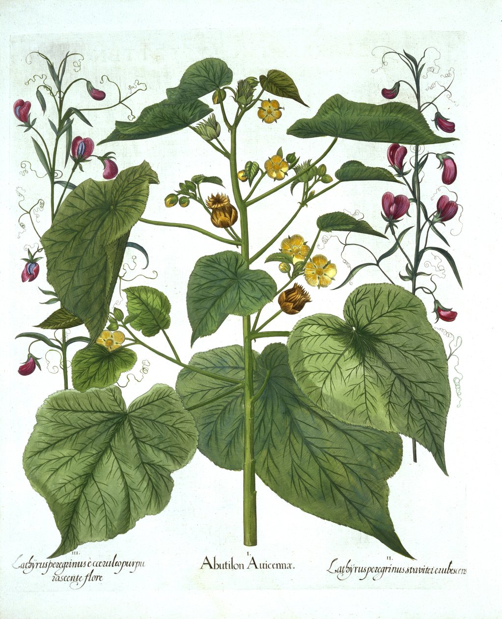 Velvetleaf and Sweet Peas, from Hortus Eystettensis, Basil Besler (1561-1629), pub. 1613 (ručně kolorovaná rytina) od German School