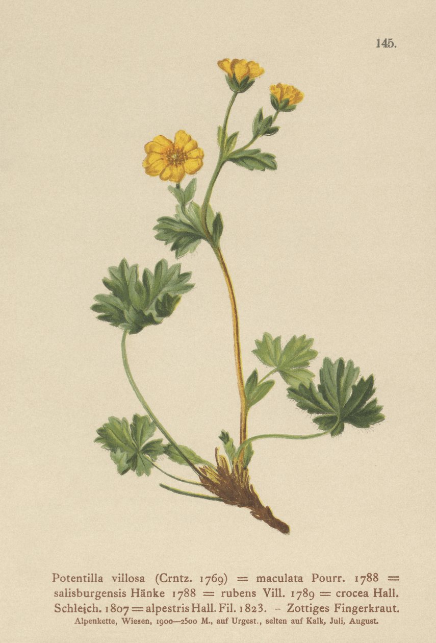 Mochna villous (Potentilla villosa, Potentilla maculata, Potentilla rubens, Potentilla crocea, Potentilla alpestris, Potentilla salisburgensis) od German School