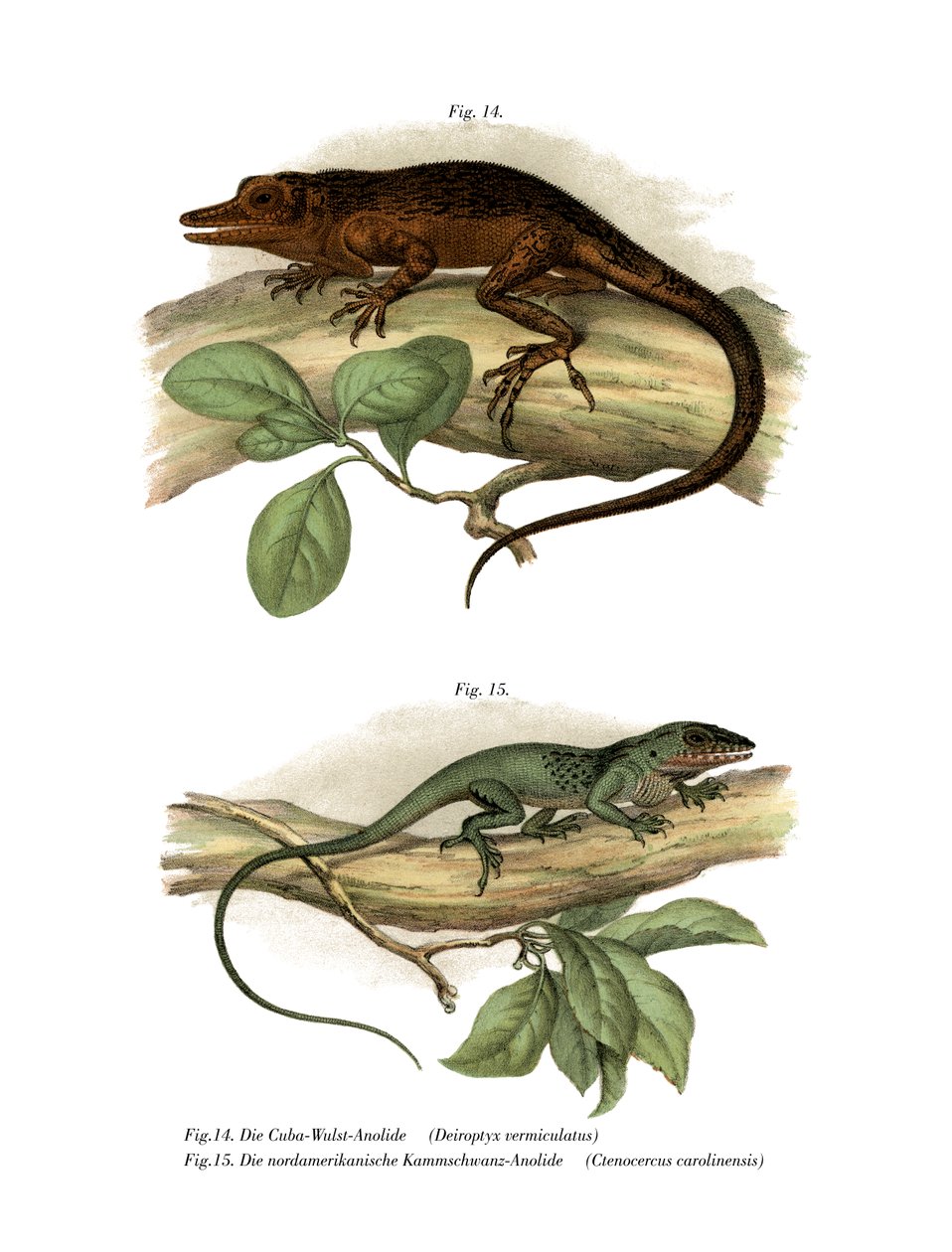 Vinales Anole (barva lito) od German School
