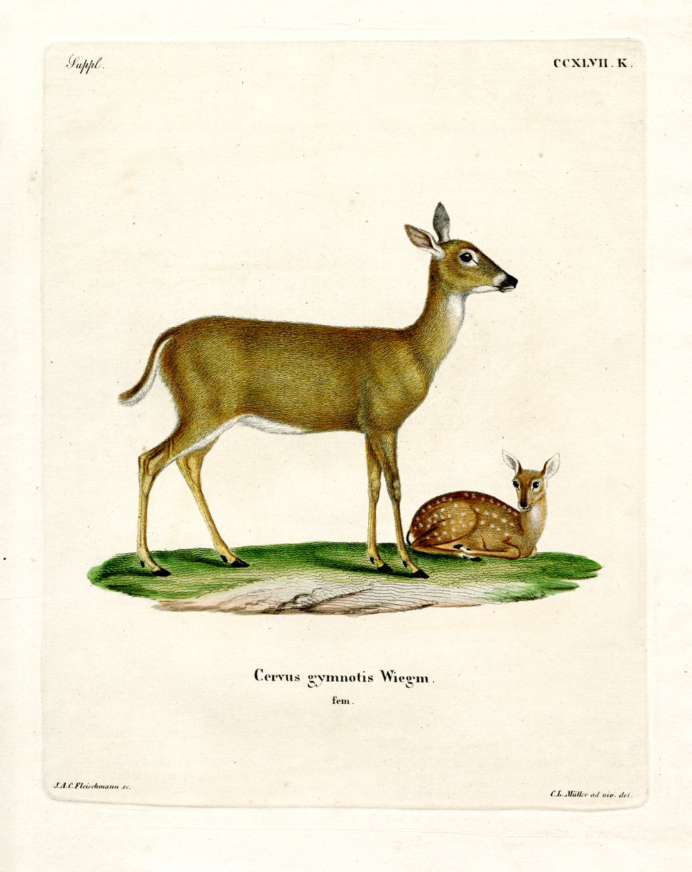 Virginian Deer (barevná rytina) od German School